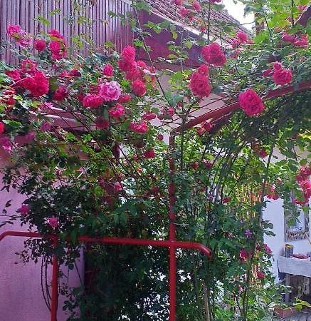 Casa boierului Imbri Villa Cîrţişoara Exterior foto