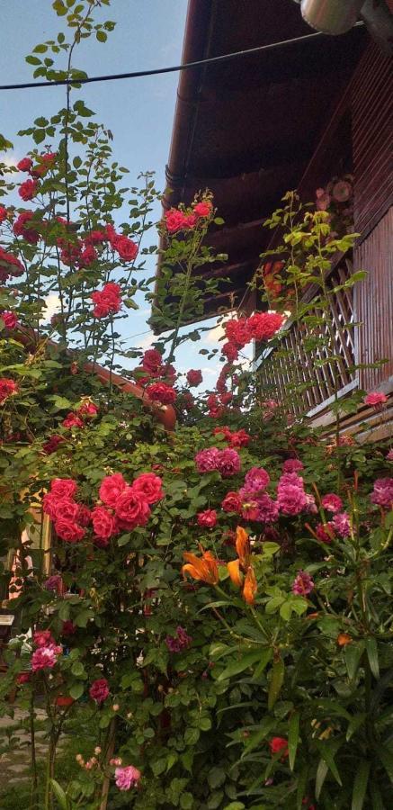 Casa boierului Imbri Villa Cîrţişoara Exterior foto