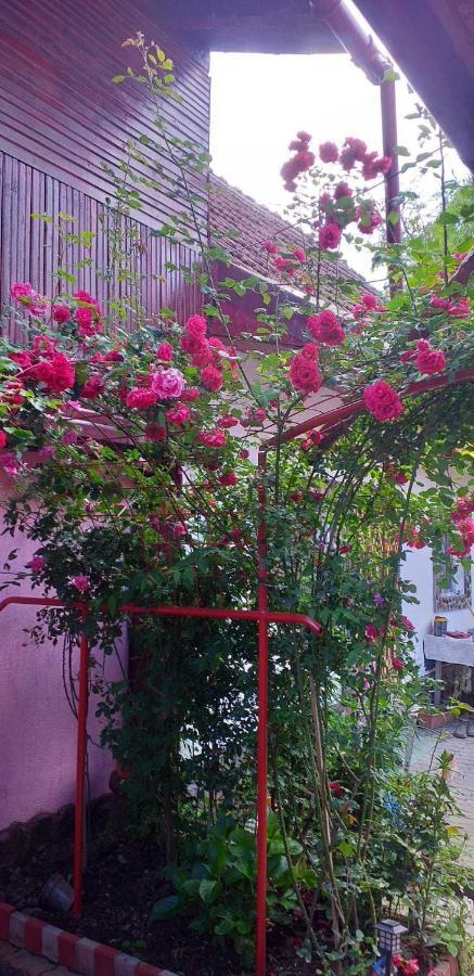 Casa boierului Imbri Villa Cîrţişoara Exterior foto
